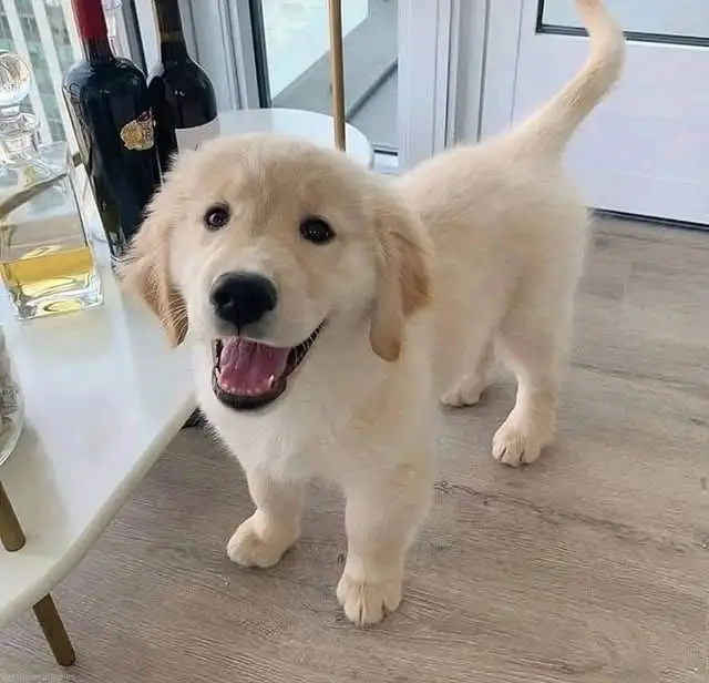 Golden retriever