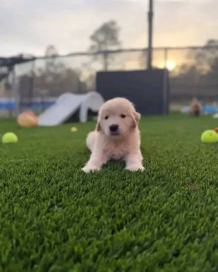 available golden retriever puppies