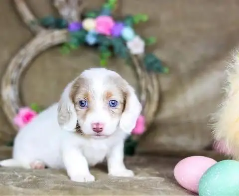 daschund puppy