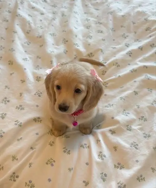 daschund puppy