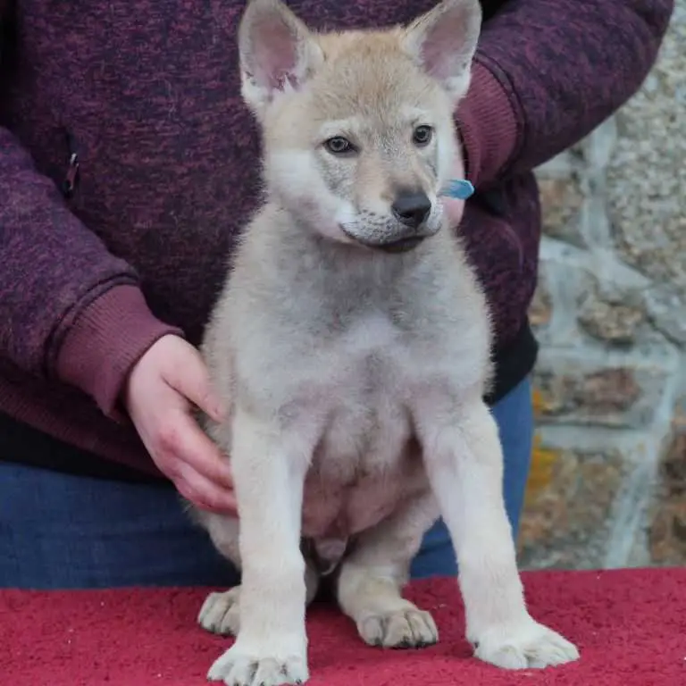 dog 🐕 available any type