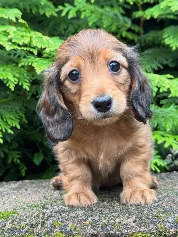 daschund puppy
