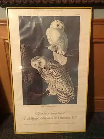Owl Poster