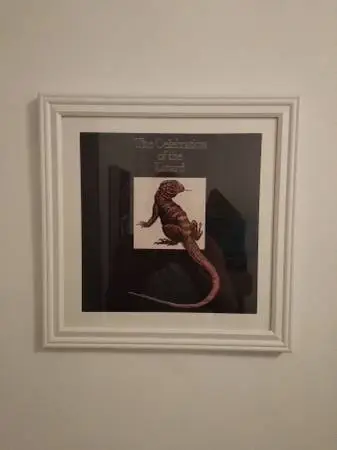 The Lizard King framed art taken from The Doors album