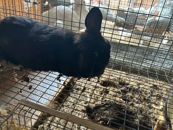 Proven Holland Lop Rabbit