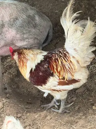 Roosters