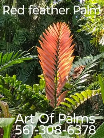 Red Feather Palms