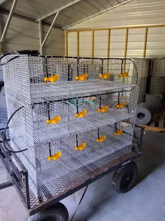 Quality rabbit or egg roll quail cageing. NO WOOD IT HOLDS PARASITES