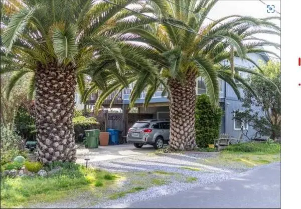 We Pay You for Palm Trees like these