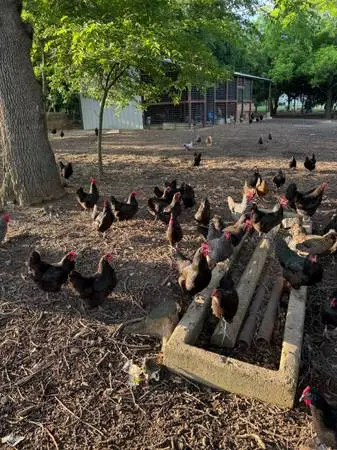 Laying Hens