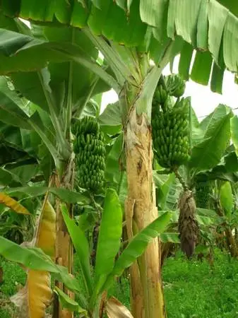 6 Namwa Ice Cream Banana Trees - Buy them while you can!