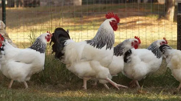 Light Sussex - Hatching Eggs - 1 Dozen