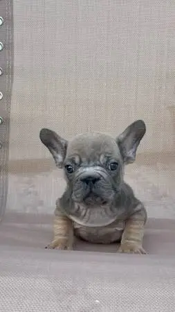 Male frenchie puppy
