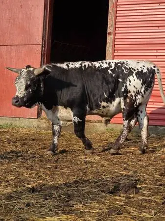 bull