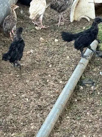 Black Spanish Turkeys