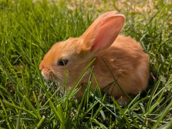 Satin Rabbits