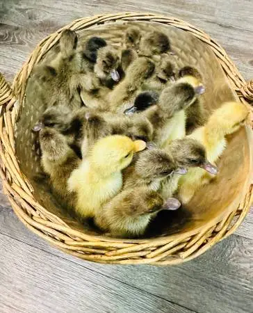 Ducklings ducks