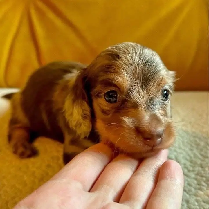 dachshund puppy