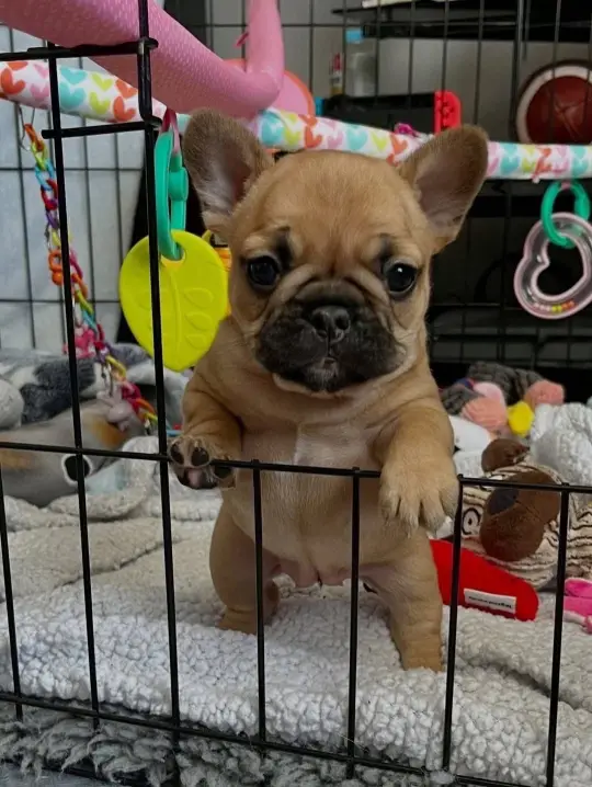 French bulldog puppy