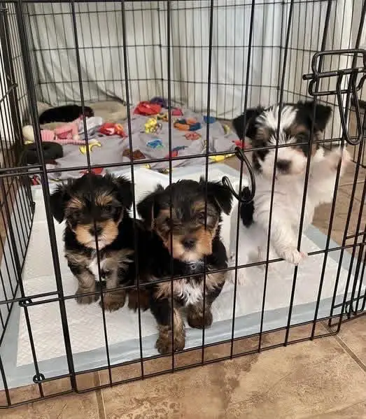 yorkie puppy