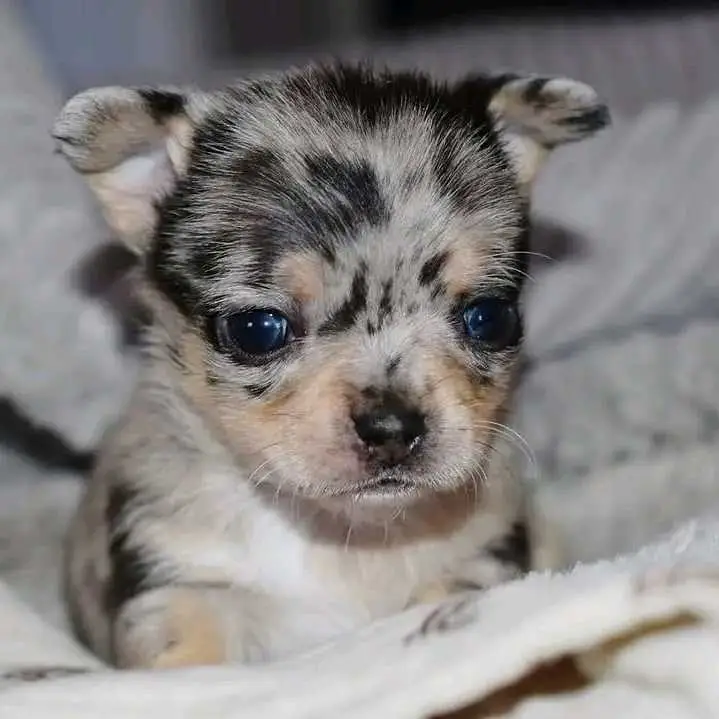 teacup chihuahua