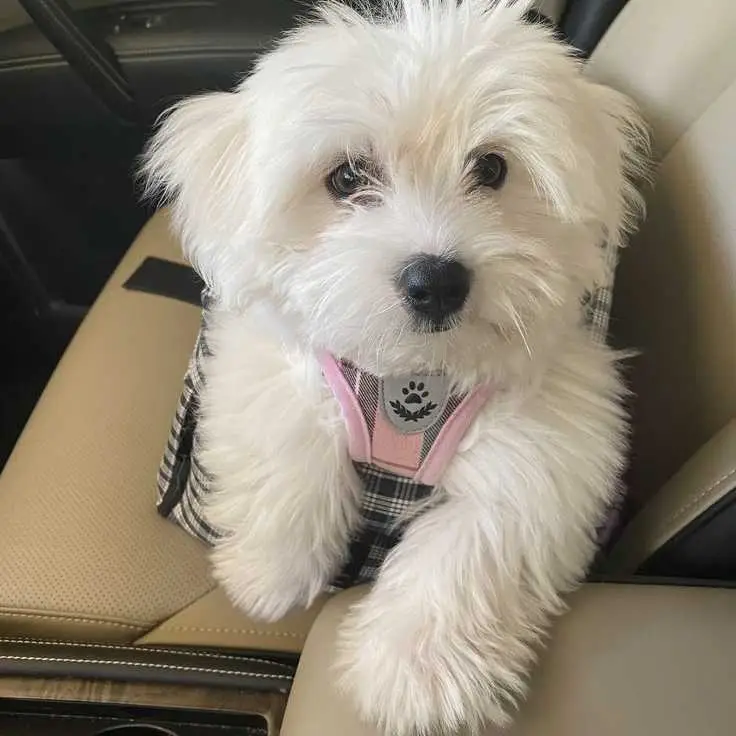 Adorable Maltese Puppies Looking for Loving Homes 🐶❤️