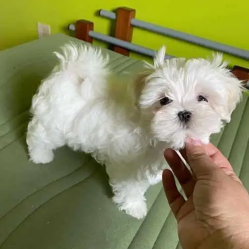 Adorable Maltese puppy for adoption