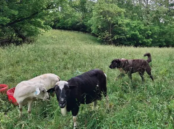 Livestock Guardian
