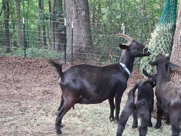 2 Nigerian Dwarf Does - 1 in milk - Goats for sale