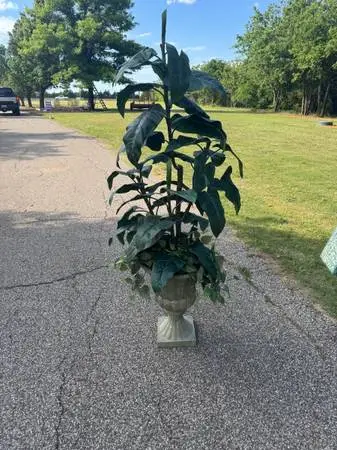 BEAUTIFUL SILK PLANT ARRANGEMENT OVER 5 FT