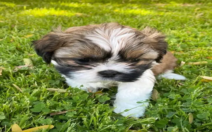male and female shi tzu puppies