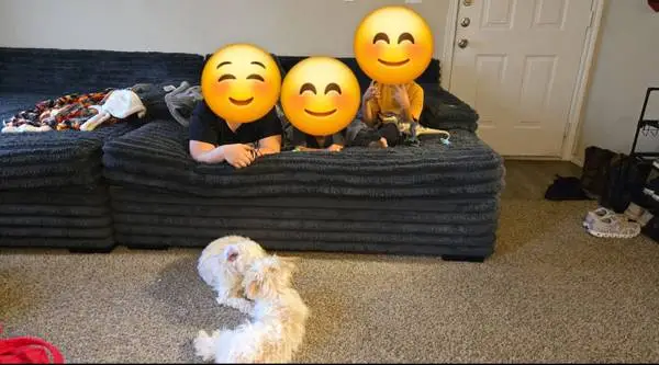 Couches for sale