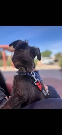 Pure bred mini schnauzer