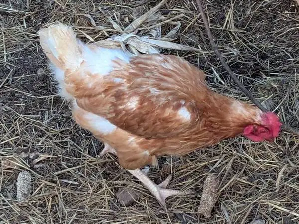 laying hens for sale
