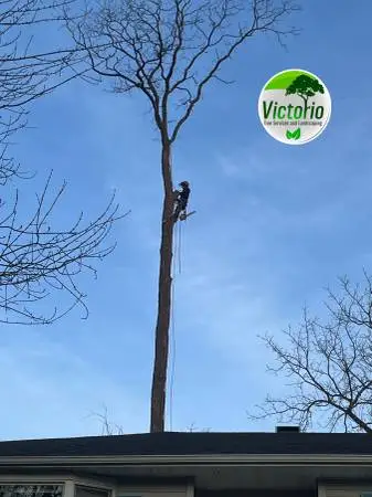 VICTORIO TREE SERVICES & LANDSCAPING!