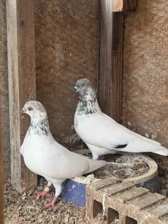 Pigeons