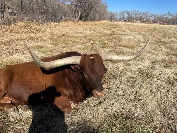 Long horn bull