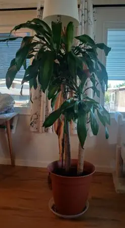 Two Tropical Corn Plants