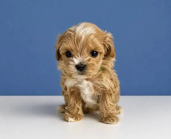 Micro!!Maltese/Poodle!