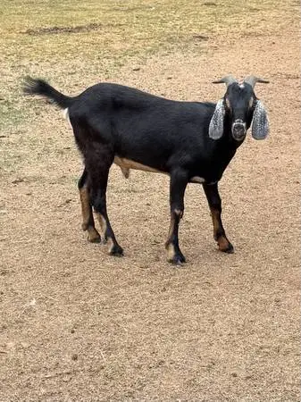 Pure Bread Nubian Male goat