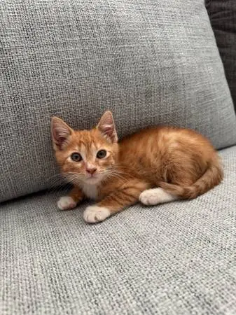 Kitten