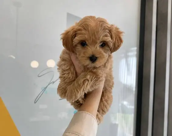 Maltipoo!!X.S.