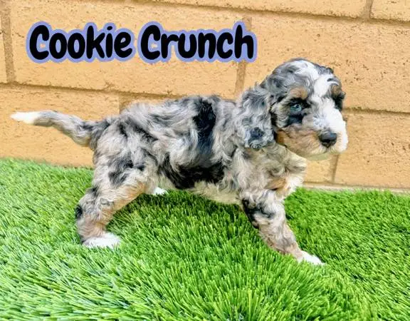 Mini Bernedoodle