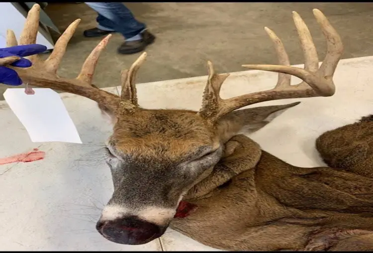 Whitetail Deer Shoulder Mount
