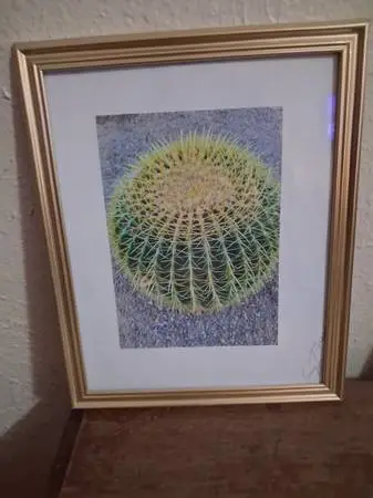 Custom Photograph cactus pictures