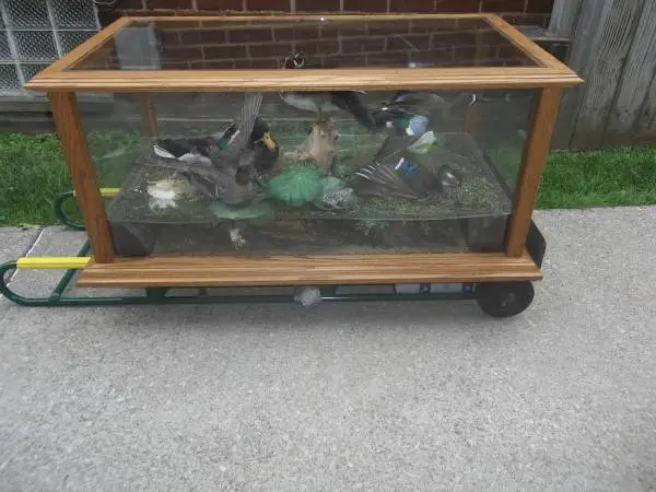 BEAUTIFUL HUGE OAK AND GLASS DISPLAY CASE