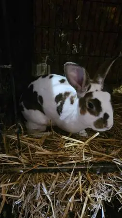Mini-Rex Rabbits