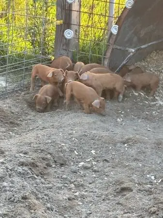 Piglets