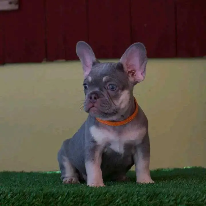 For adoption