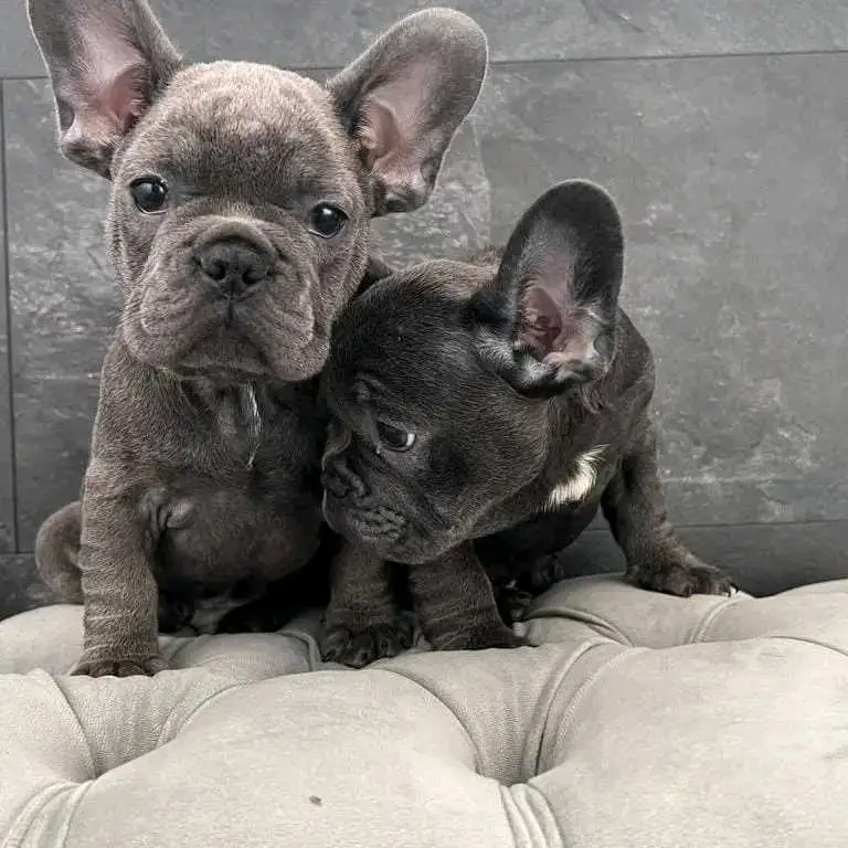 For Adoption